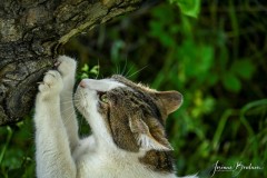 Josianne-Boulnoix-animal-de-compagnie