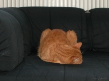 SEMA_animal_compagnie_1