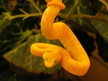 SEMA_animal_compagnie_2