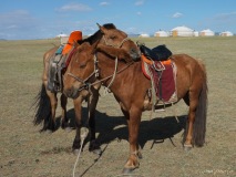SEMA_animal_compagnie_4