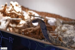 - Marc Torti