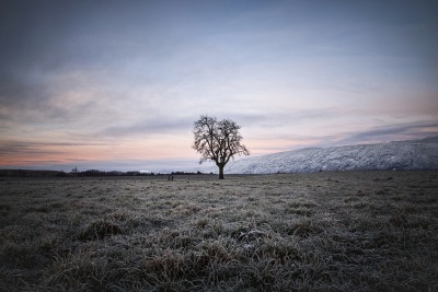 Thème Arbres