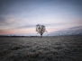 Thème Arbres