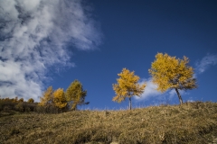 - Alain Jaquier