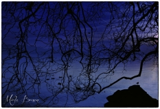 MB_Arbres_1