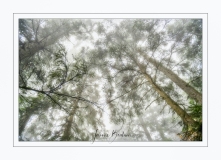 Josiane_Brouillard-1