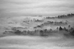 SEMA_Brouillard_1