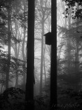 SEMA_Brouillard_4