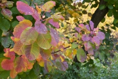 SC-couleur-dautomne4