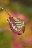 Stephane_couleurs-dautomne-3