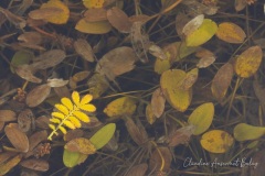 Claudine_Col-du-Lein-2