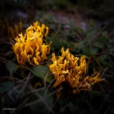 Erwin_Col-du-Lein-1