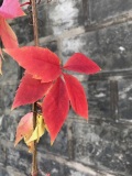 Romaine_Automne-4