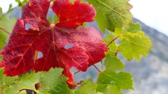Romaine_Automne-5