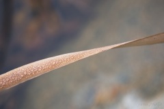SEMA_Col_du_Lein_2