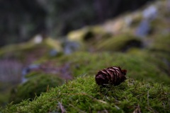 SEMA_Col_du_Lein_5