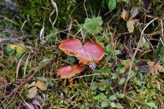 Sylvie_couleur-dautomne-4