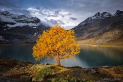 Tintin_Automne-1