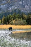 ED_Derborence-1