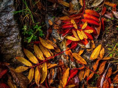 Thème Feuilles mortes