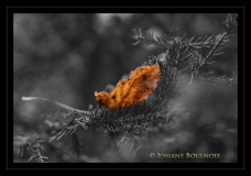 021 josiane