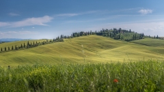 Florence-28