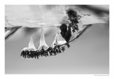 - Stéphane Constantin