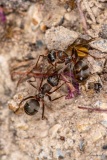 Laurent_intrus-3