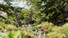 Gilbert_photo-intuitive-1