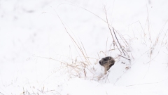 Gilbert_photo-intuitive-2