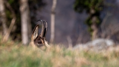 Gilbert_photo-intuitive-3