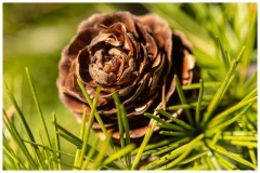 Laurent_photo-intuitive-1
