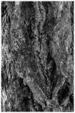 Laurent_photo-intuitive-4
