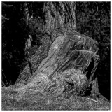 Laurent_photo-intuitive-5