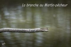 BD_La-Sauge-8
