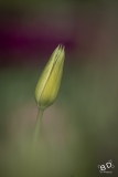 BD_Tulipes_Morges-1