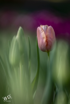 Sortie La série photo et tulipes à Morges 