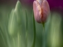 Sortie La série photo et tulipes à Morges 