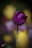 BD_Tulipes_Morges-3