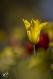 BD_Tulipes_Morges-4