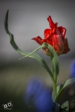BD_Tulipes_Morges-5