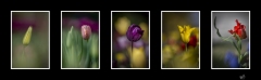 BD_Tulipes_Morges_Serie