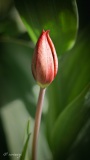 Erwin_tulipes_Morges-1