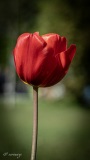 Erwin_tulipes_Morges-2