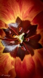 Erwin_tulipes_Morges-3