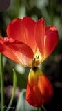 Erwin_tulipes_Morges-4