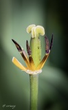 Erwin_tulipes_Morges-5