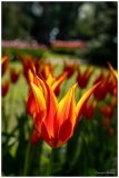 Laurent_fete-de-la-tulipe-a-Morges-1