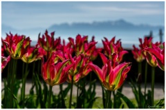 Laurent_fete-de-la-tulipe-a-Morges-2