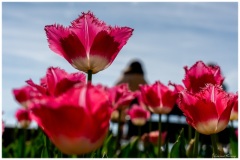 Laurent_fete-de-la-tulipe-a-Morges-3